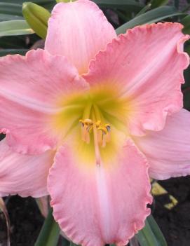 Hemerocallis 'Palladian Pink'