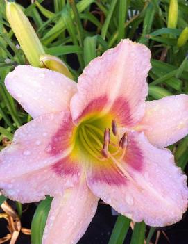 Hemerocallis 'Panchen Lama'