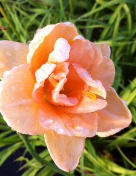 Hemerocallis 'Phenome'