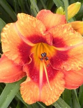 Hemerocallis 'Tigger'