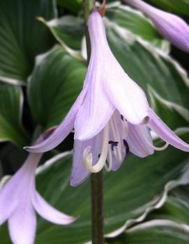 Hosta 'Fortunei Albomarginata'