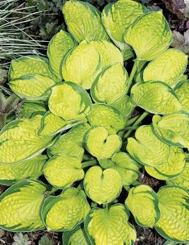 Hosta 'Rainforest Sunrise'