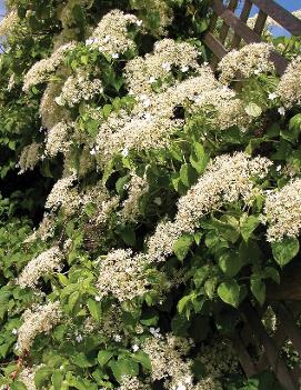 Hydrangea anomala petiolaris