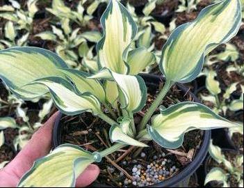 Hosta 'Teacher's Pride'