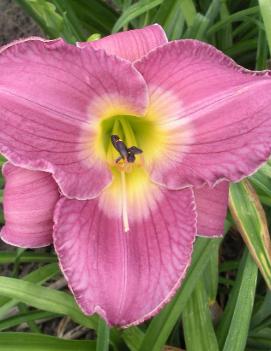 Hemerocallis 'China Lake'