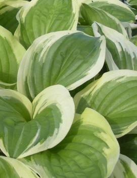 Hosta 'Diana Remembered'