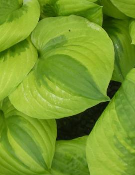 Hosta 'Summer Breeze'