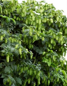 Humulus lupulus 'Nugget'