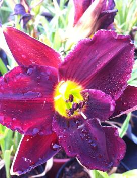 Hemerocallis 'Dark of Night'