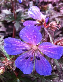 Geranium pratense 'Dark Reiter'