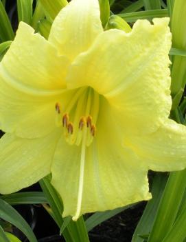 Hemerocallis 'Going Bananas' (USPP 17,164, Can 3,454)