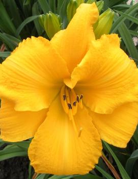 Hemerocallis 'Mary's Gold'