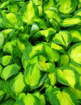 Hosta 'Captain Kirk'