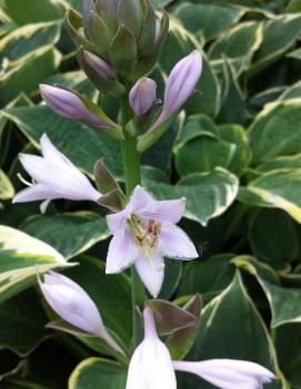 Hosta 'Fringe Benefit'