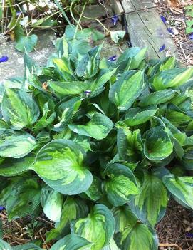 Hosta 'Whirlwind'