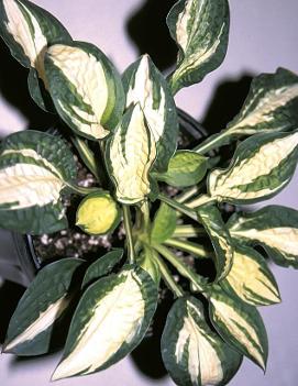 Hosta 'Peanut'