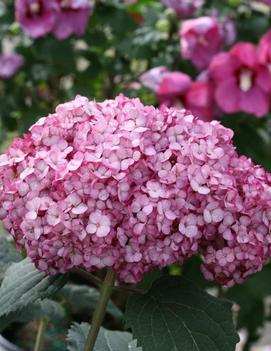 Hydrangea arborescens Invincibelle Mini Mauvette® ('NCHA7') (PP30358, CPBRAF)