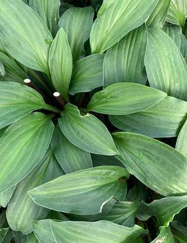 Hosta 'Emeralds and Rubies'