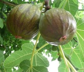 Ficus carica 'Olympian'