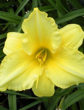 Hemerocallis 'Andrew Christian'