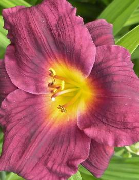 Hemerocallis 'Siloam Plum Tree'