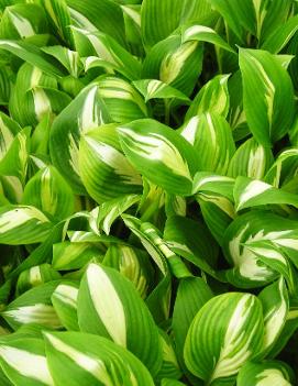 Hosta 'American Sweetheart'