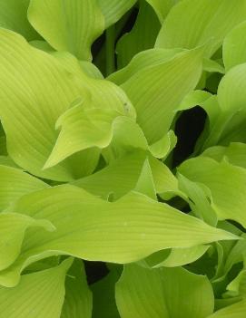 Hosta 'Sun Power'