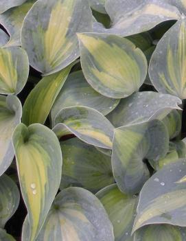 Hosta 'Touch of Class' (PP13080)