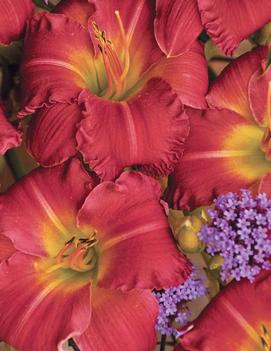 Hemerocallis Earlybird Cardinal™ ('Endless Heart') (PP16515)