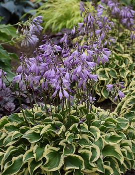 Hosta 'Wrinkle in Time' (PP29456)