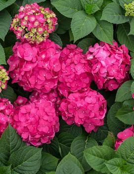 Hydrangea macrophylla Endless Summer® Summer Crush® ('Bailmacfive') (PP30359)