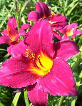 Hemerocallis 'Pardon Me'