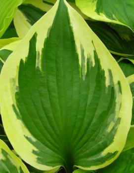 Hosta 'Twilight'