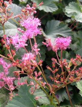 Filipendula x 'Kahome'