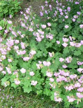 Geranium x cantabrigiense 'Biokovo'