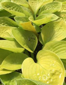 Hosta 'Maui Buttercups'