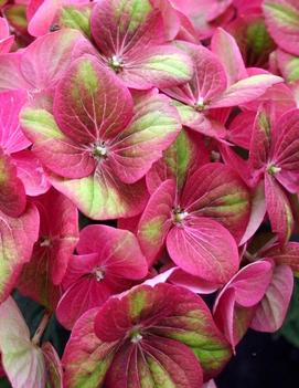 Hydrangea macrophylla Tilt-A-Swirl™ ('QUFU') (PPAF, CPBRAF)