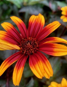 Heliopsis helianthoides var. scabra 'Burning Hearts'