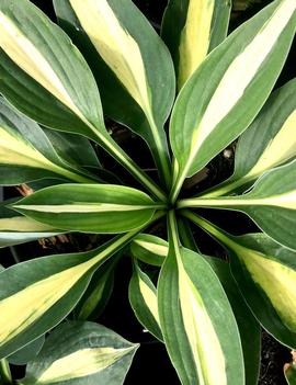 Hosta 'Risky Business'