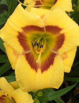 Hemerocallis 'Hazel'