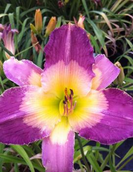 Hemerocallis 'Turkish Night'