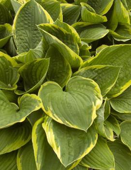 Hosta 'Fortunei Aureomarginata'