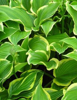 Hosta 'Yellow River'