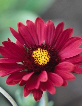 Gaillardia x grandiflora Burgundy ('Burgunder')