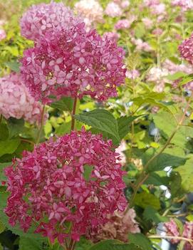 Hydrangea arborescens Invincibelle® Spirit II ('NCHA2') (PPAF, CPBRAF)