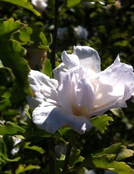 Hibiscus syriacus 'Jeanne de Arc'