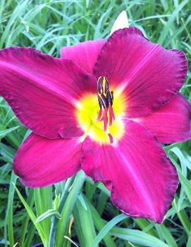 Hemerocallis 'Prairie Blue Eyes'