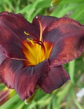 Hemerocallis 'Smith Brothers'