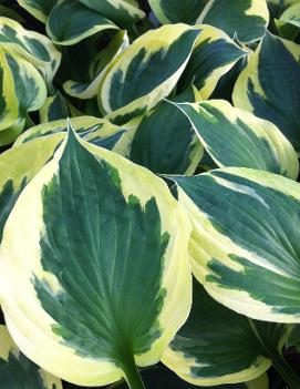 Hosta 'Anne' (PP10661)