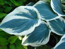 Hosta 'Blue Ivory' (PP19623)